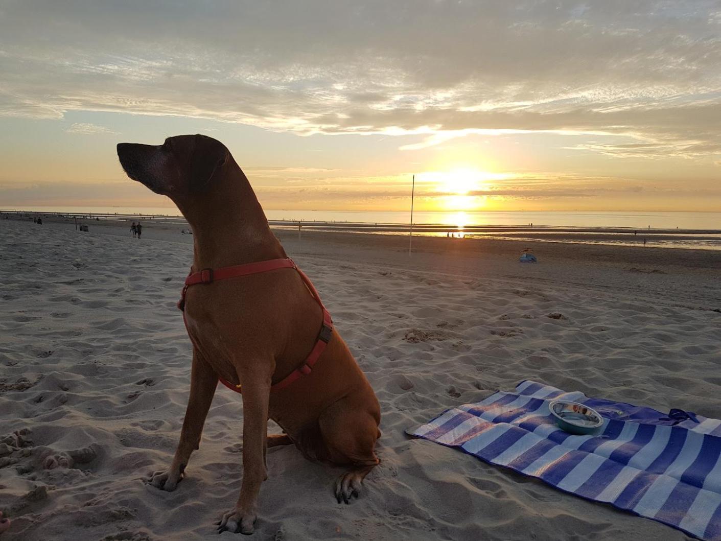Olmenduin Chalet Veere Zeeland Serooskerke  Dış mekan fotoğraf